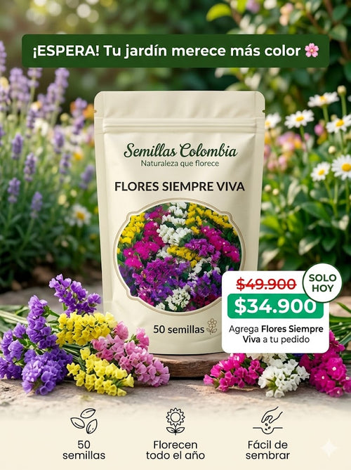 Oferta especial - Flores Siempre Vivas